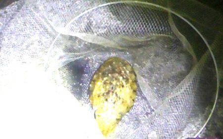 １８日湾内でコウイカ６５０ｇ、１９日石津浜…